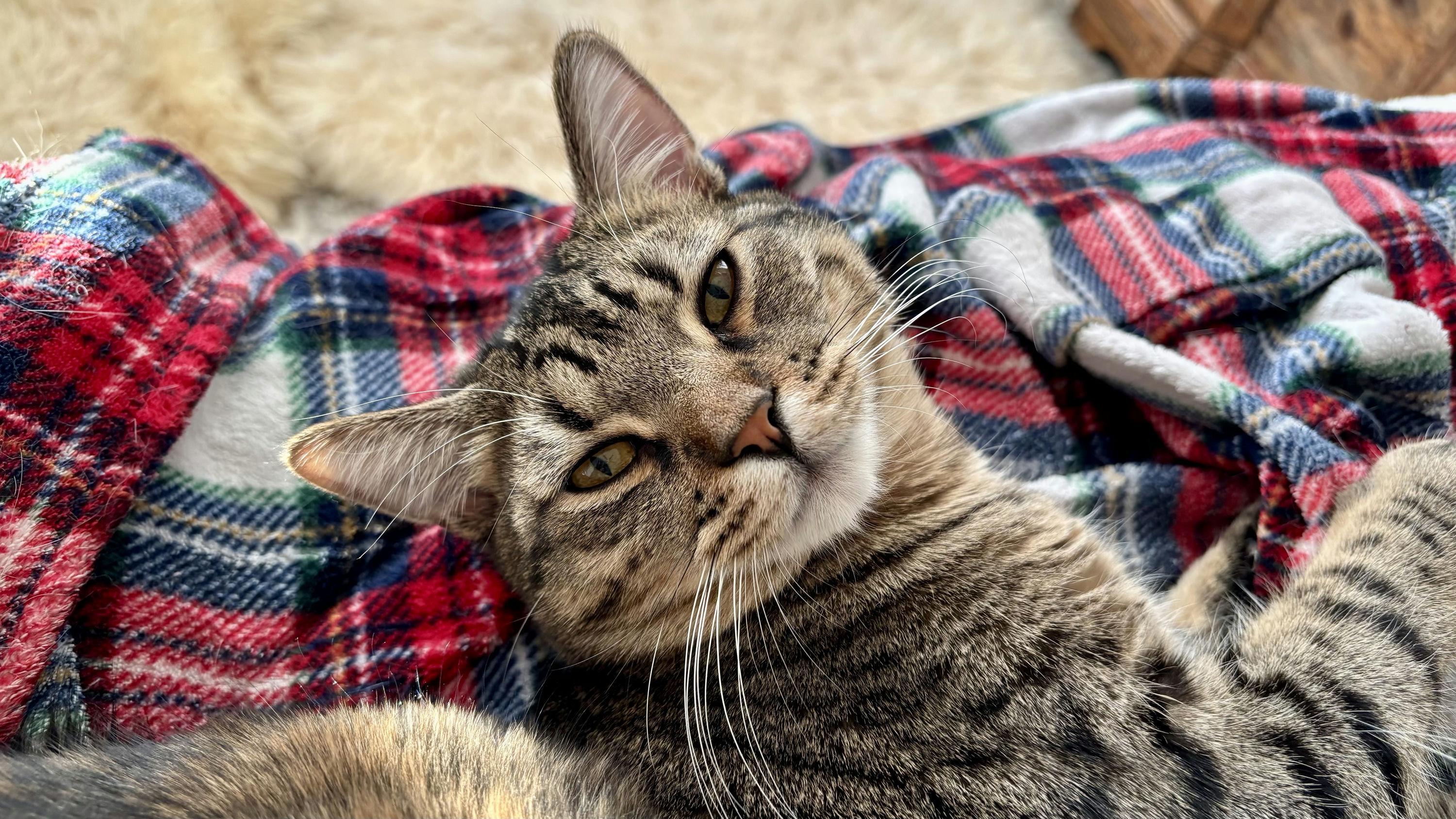 Jaro, Adoptable, Kitten Male Domestic Short Hair.