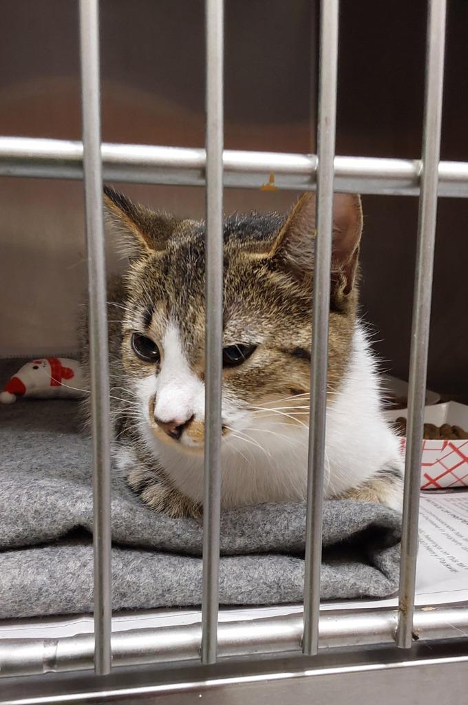 2025-09-053 *Casey*, Adopted, Young Female Domestic Short Hair.