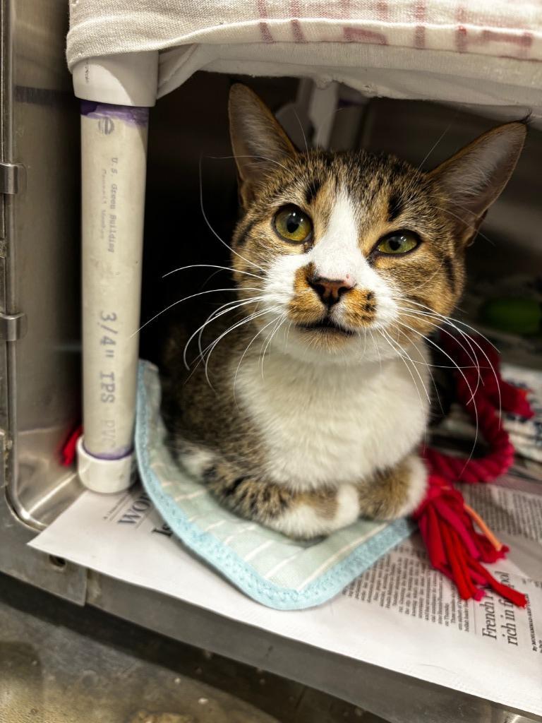 Enlarge 2025-09-053 *Casey*, a Adopted mixed breed in Winder, GA image 2/2