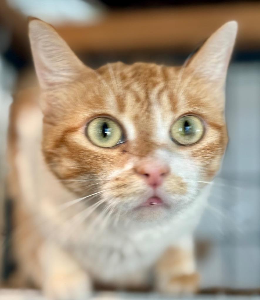 Enlarge Gingeroo, a Adoptable mixed breed in New Braunfels, TX image 1/3