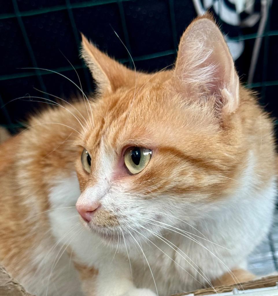 Enlarge Gingeroo, a Adoptable mixed breed in New Braunfels, TX image 2/3