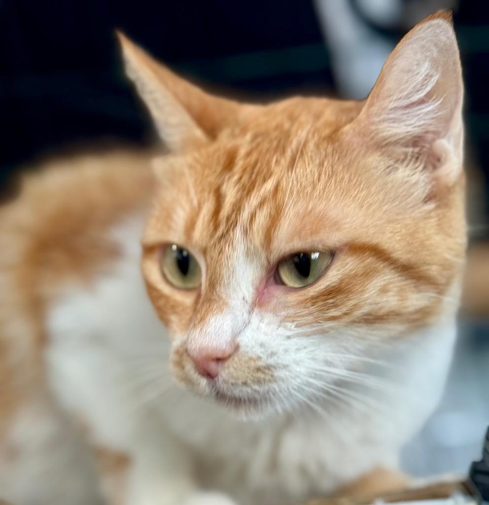 Enlarge Gingeroo, a Adoptable mixed breed in New Braunfels, TX image 3/3