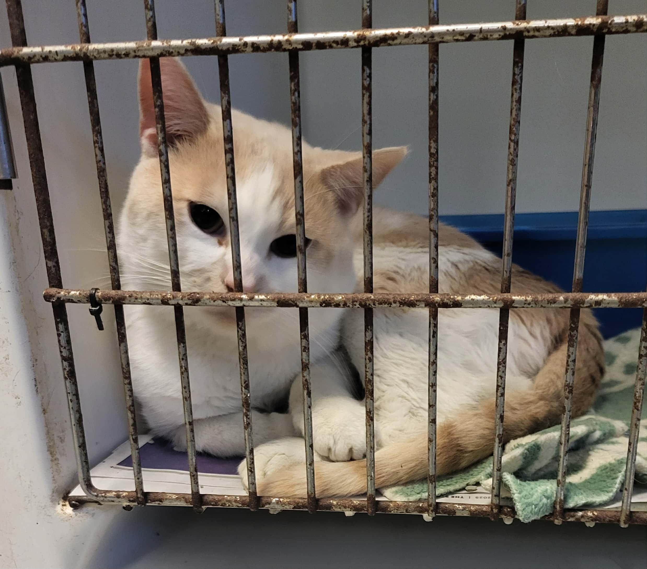 Ram fiv+ - Adoption fee waived