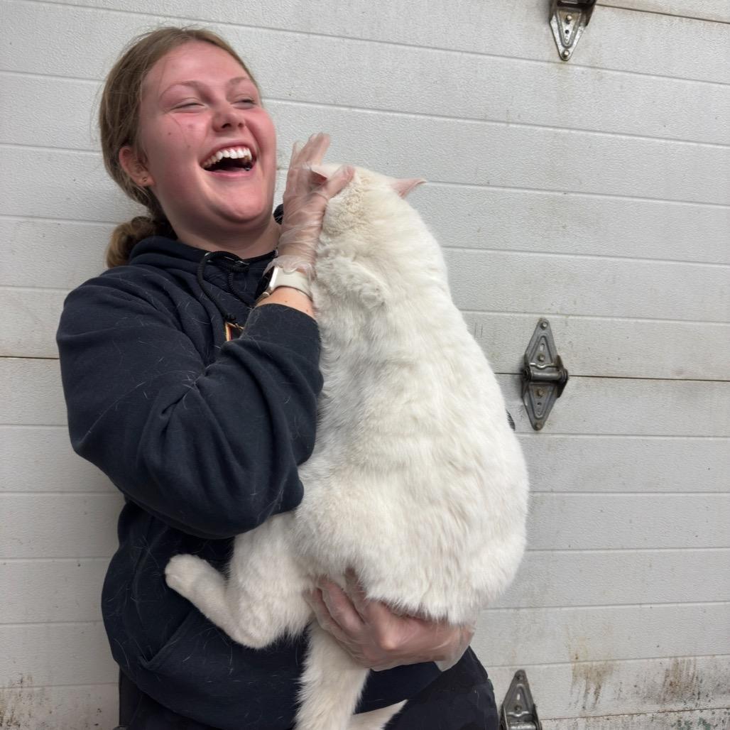 CASPER 25-20, a Adoptable Domestic Short Hair in Bottineau, ND image 1/5