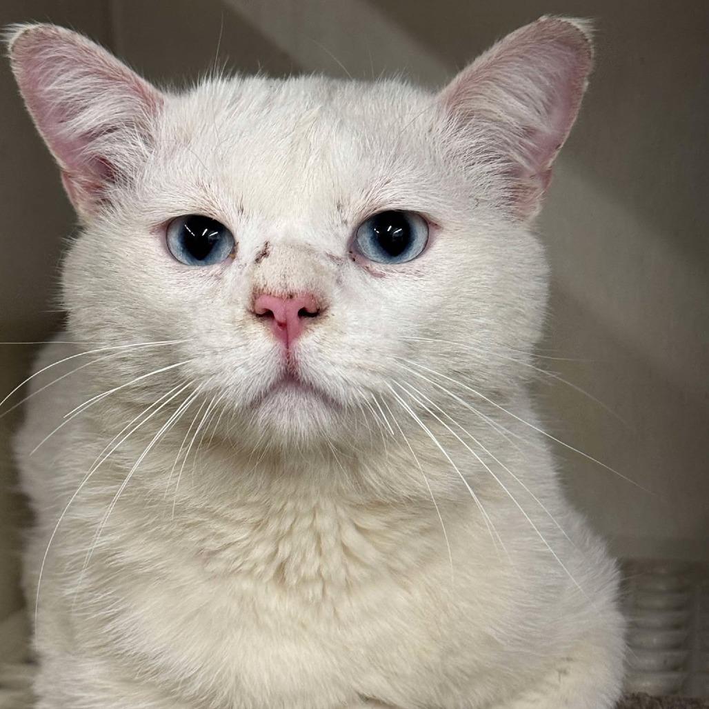 CASPER 25-20, a Adoptable Domestic Short Hair in Bottineau, ND image 2/5