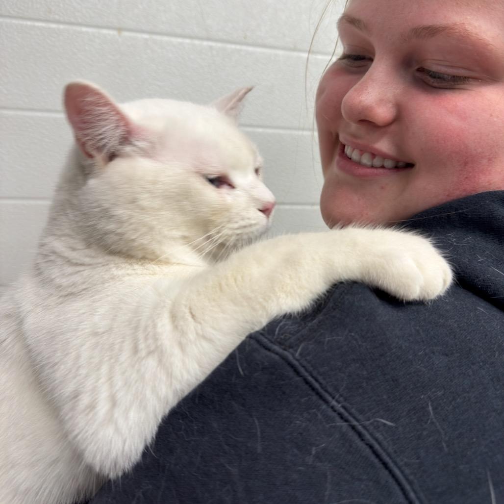 CASPER 25-20, a Adoptable Domestic Short Hair in Bottineau, ND image 3/5
