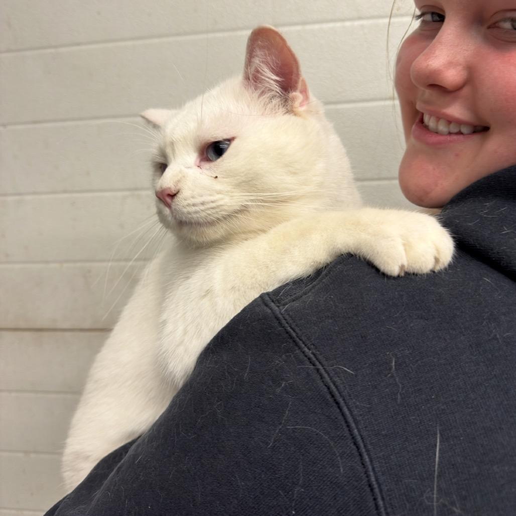 CASPER 25-20, a Adoptable Domestic Short Hair in Bottineau, ND image 4/5