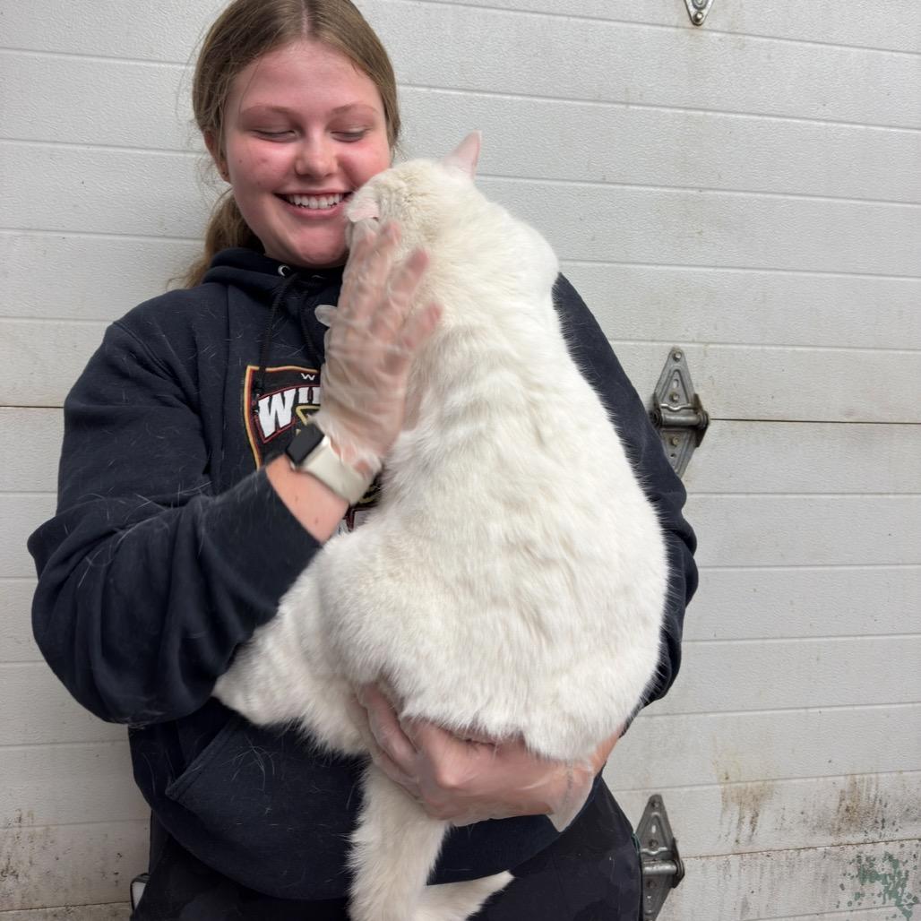 CASPER 25-20, a Adoptable Domestic Short Hair in Bottineau, ND image 5/5