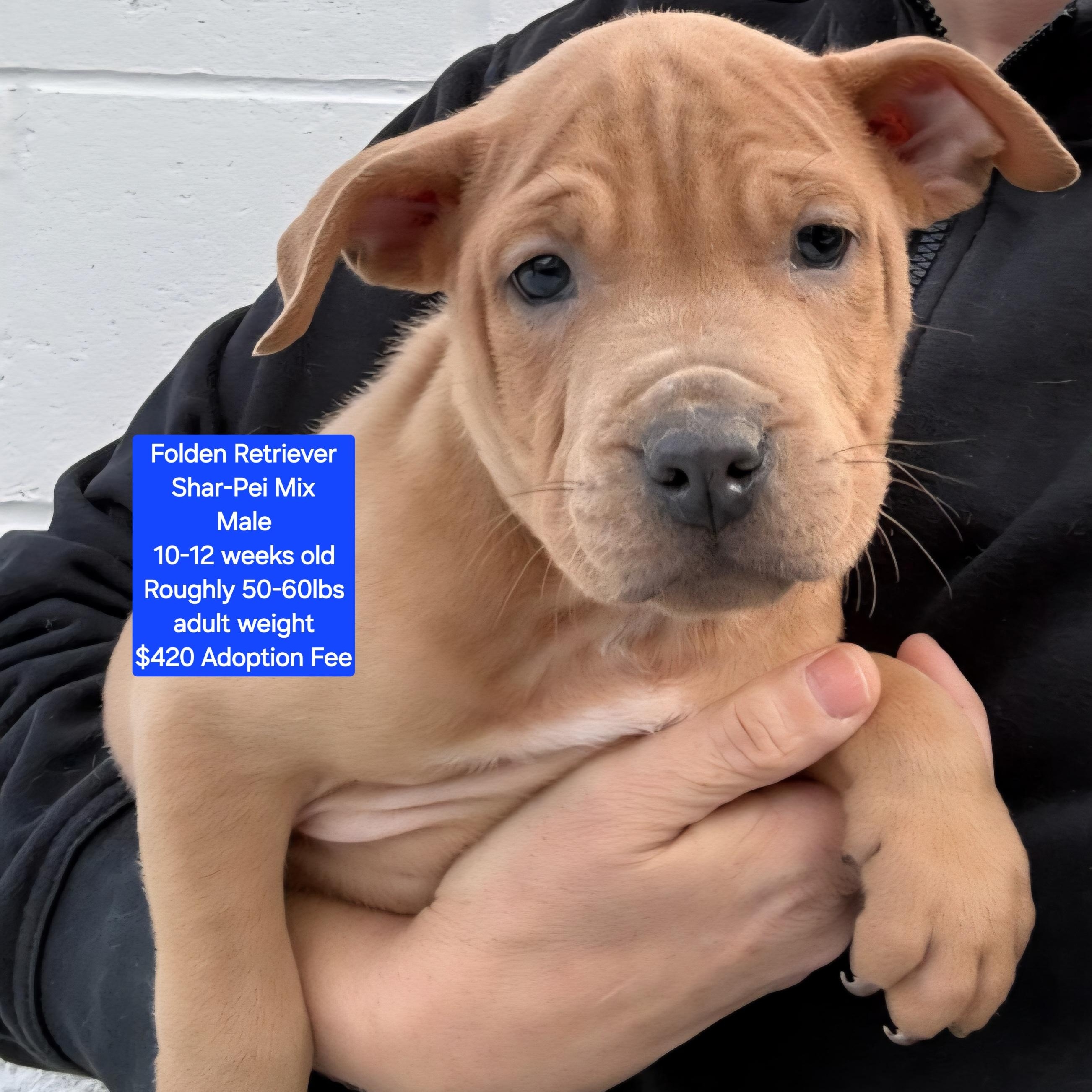 Folden Retriever , ADOPTABLE, Puppy Male Shar-Pei.