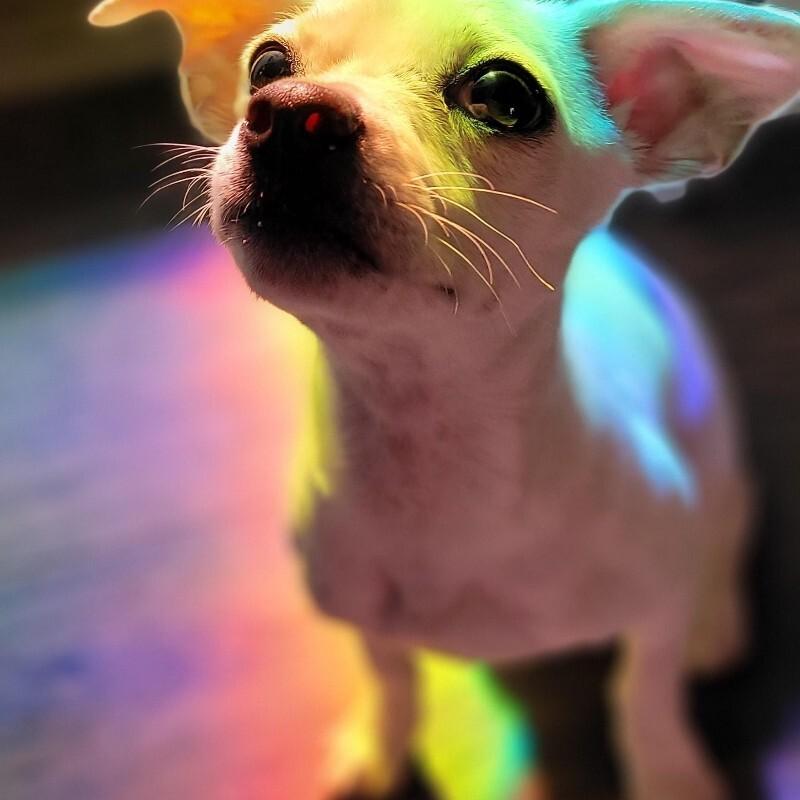 Clove, Adoptable, Adult Female Chihuahua.