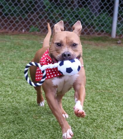 Freedom (Theo), a ADOPTABLE Mixed Breed in Athens, GA image 5/6