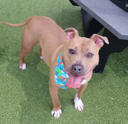 Freedom (Theo), a ADOPTABLE Mixed Breed in Athens, GA image 4/6