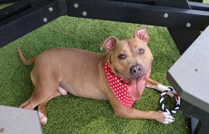 Freedom (Theo), a ADOPTABLE Mixed Breed in Athens, GA image 6/6