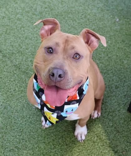 Freedom (Theo), a ADOPTABLE Mixed Breed in Athens, GA image 3/6