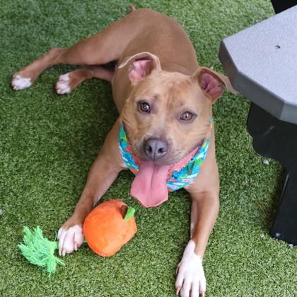 Freedom (Theo), a ADOPTABLE Mixed Breed in Athens, GA image 2/6