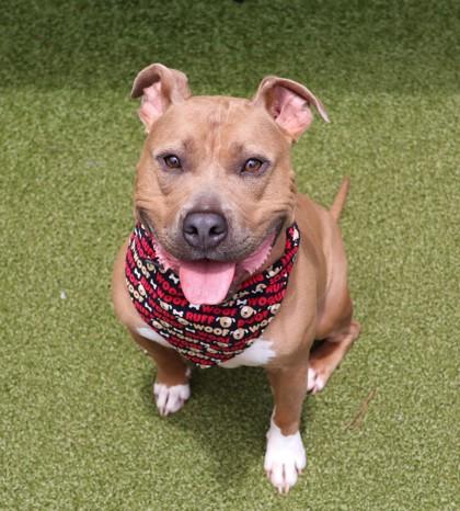 Freedom (Theo), ADOPTABLE, Young Male Mixed Breed.