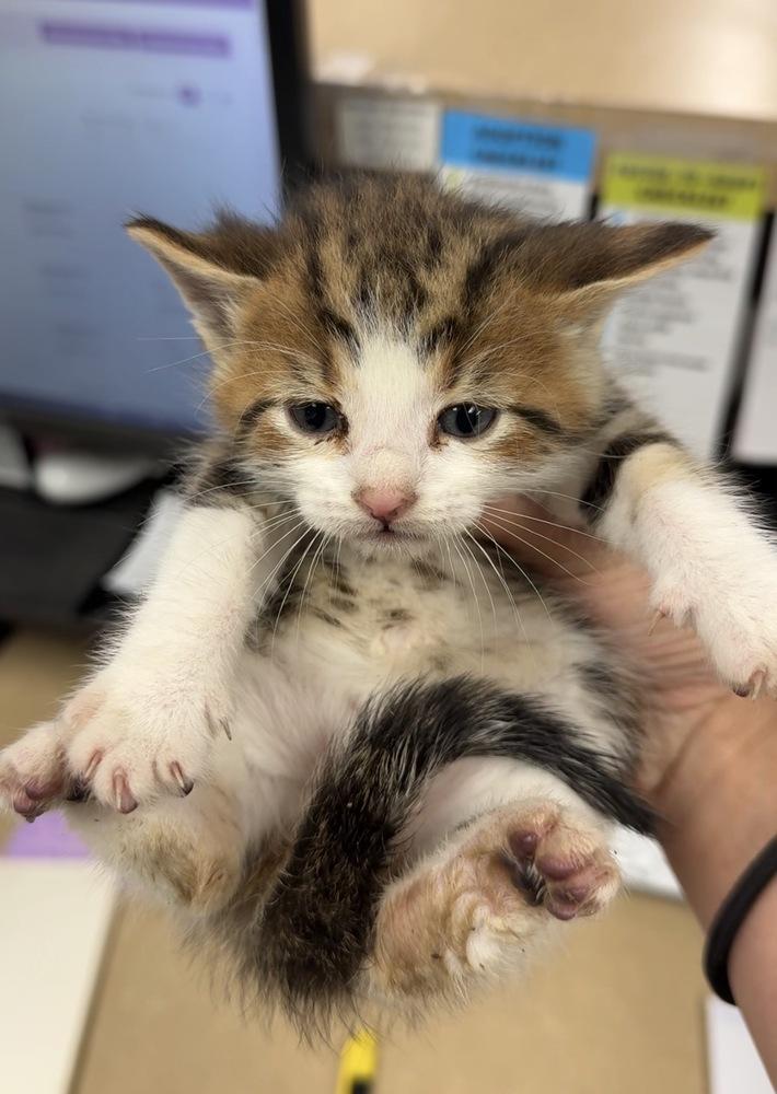 Anaconda, Adoptable, Kitten Male Domestic Short Hair.