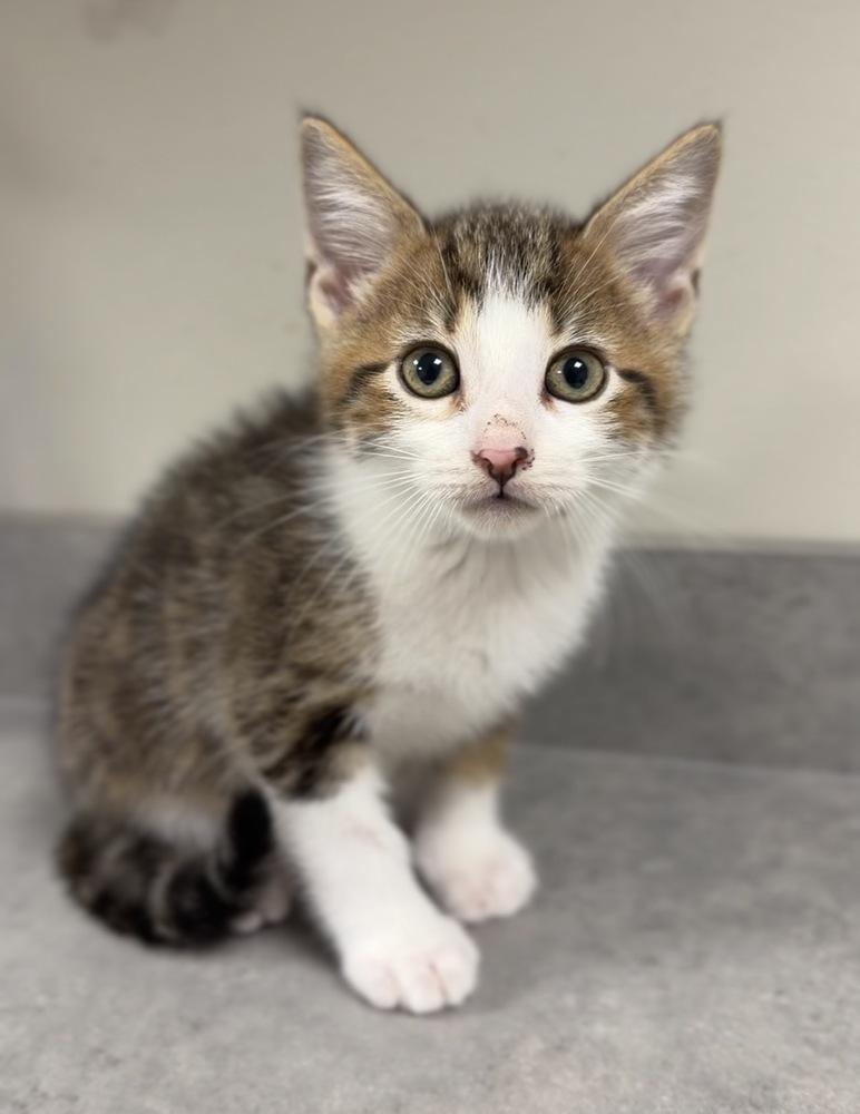Anaconda, Adoptable, Kitten Male Domestic Short Hair.
