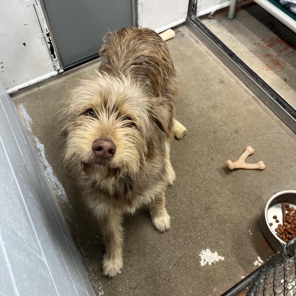 Enlarge Iris, a ADOPTABLE mixed breed in Crookston, MN image 2/4