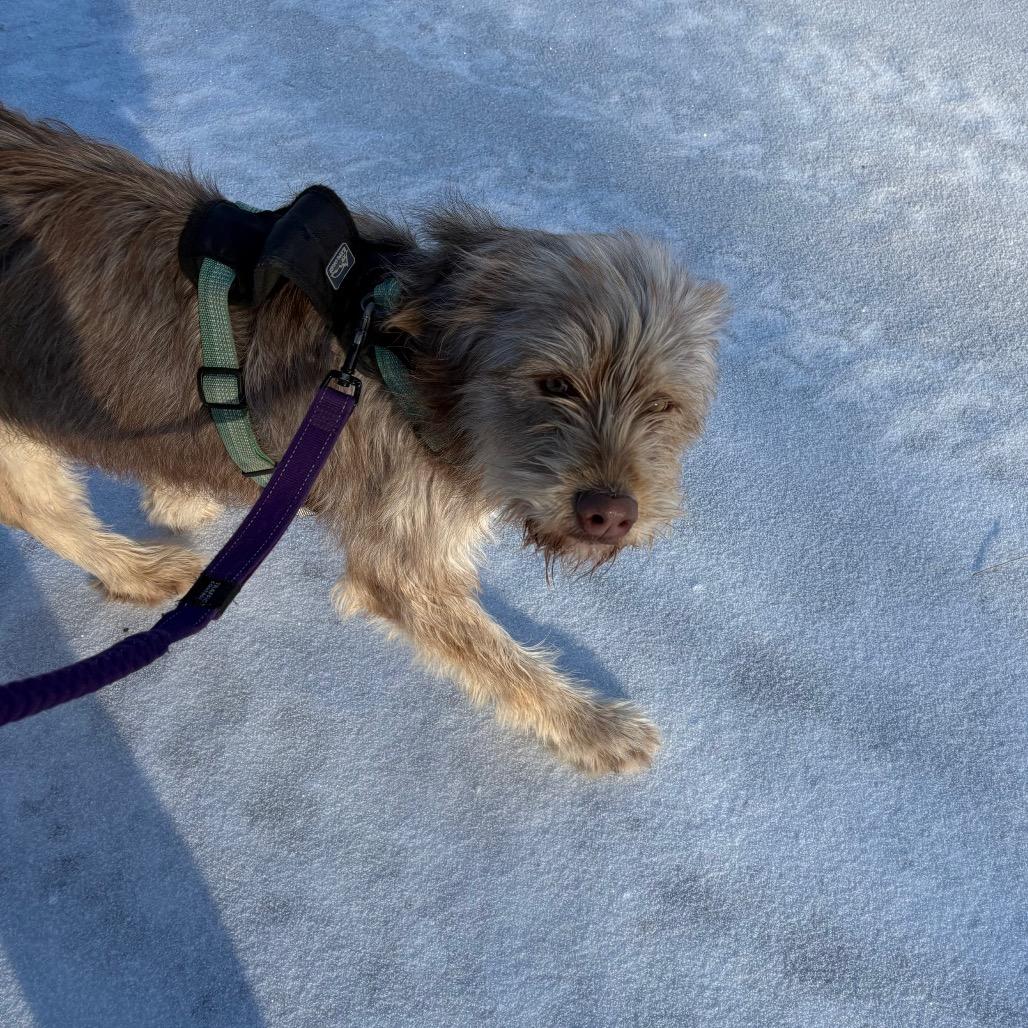 Enlarge Iris, a ADOPTABLE mixed breed in Crookston, MN image 1/4