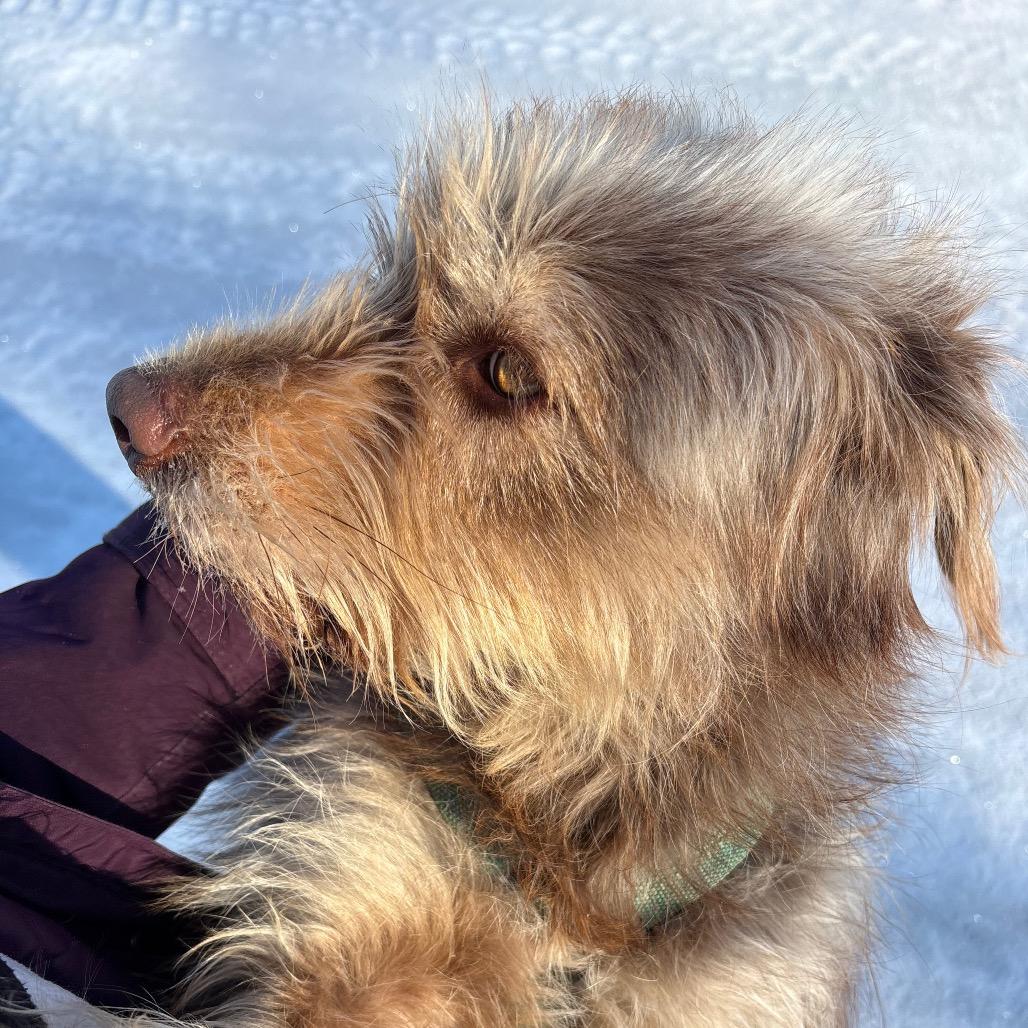 Enlarge Iris, a ADOPTABLE mixed breed in Crookston, MN image 3/4