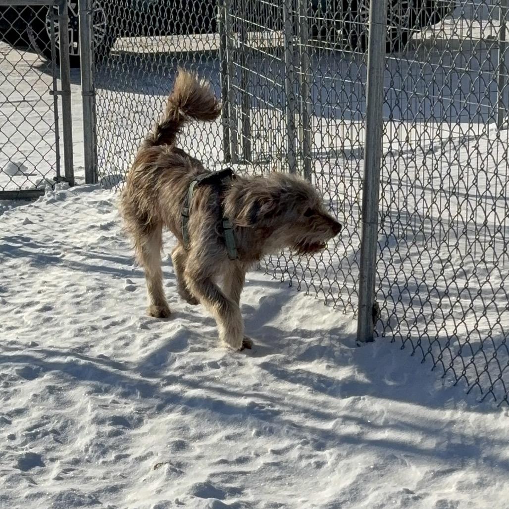 Enlarge Iris, a ADOPTABLE mixed breed in Crookston, MN image 4/4