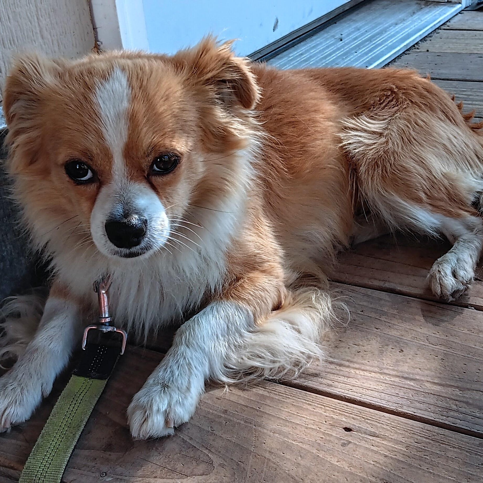 Pebble, Adoptable, Young Male Pomeranian.