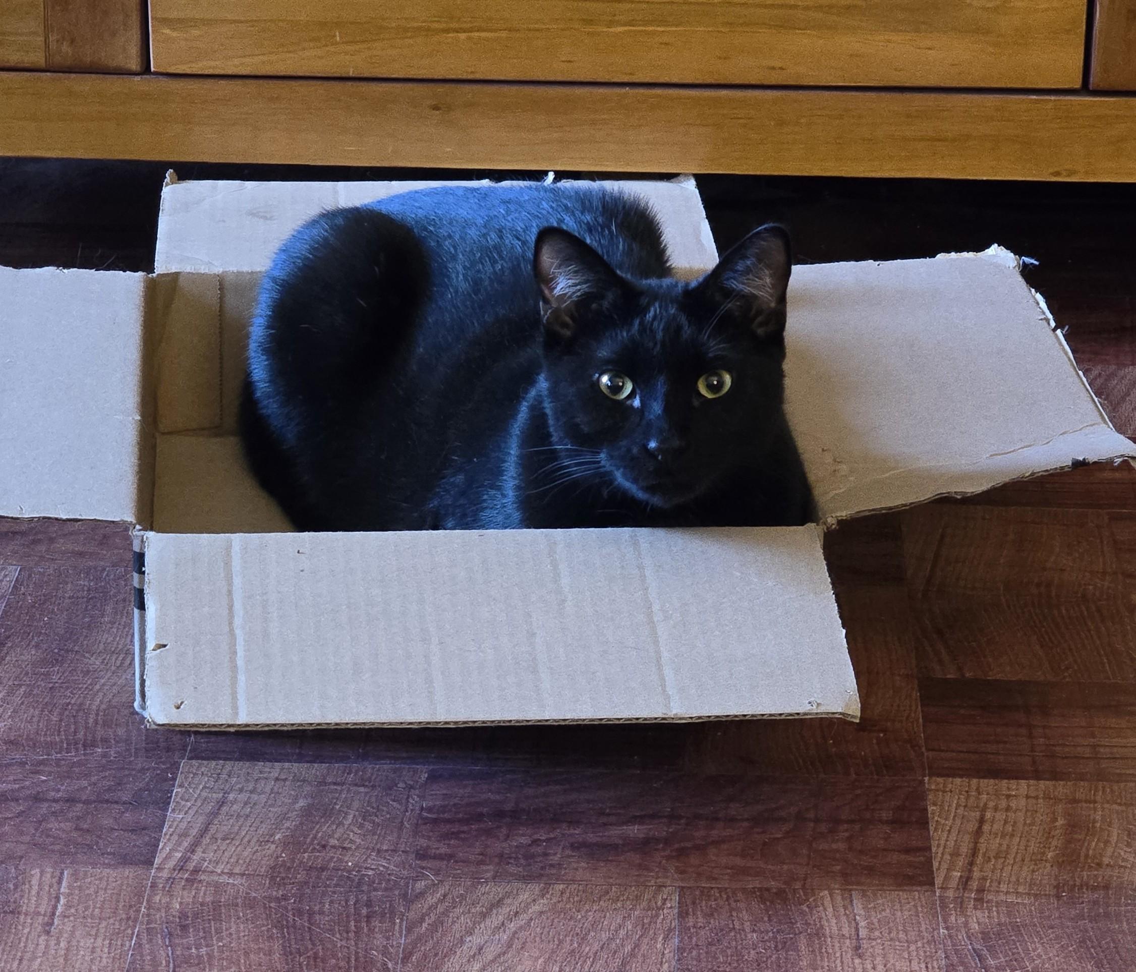 Enlarge FOLEY, a Adoptable Domestic Short Hair in Chicago Ridge, IL image 1/3