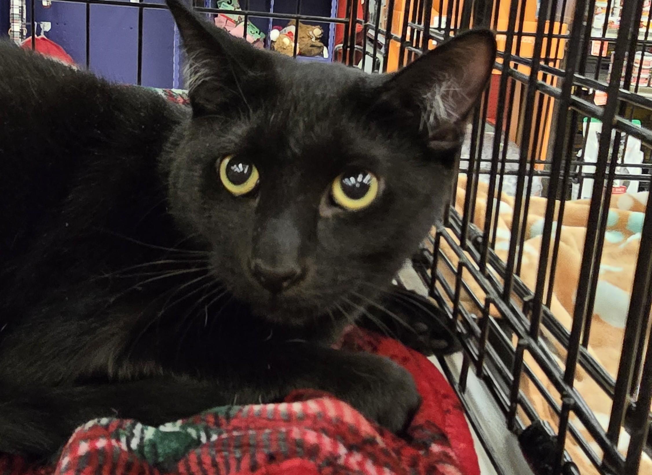 Enlarge FOLEY, a Adoptable Domestic Short Hair in Chicago Ridge, IL image 2/3