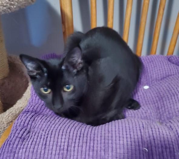 Enlarge FOLEY, a Adoptable Domestic Short Hair in Chicago Ridge, IL image 3/3