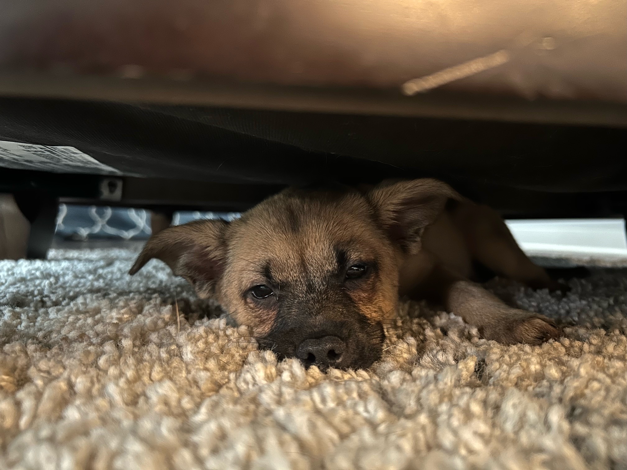 Captain, a Adopted Chihuahua in Monroe, NC image 4/5