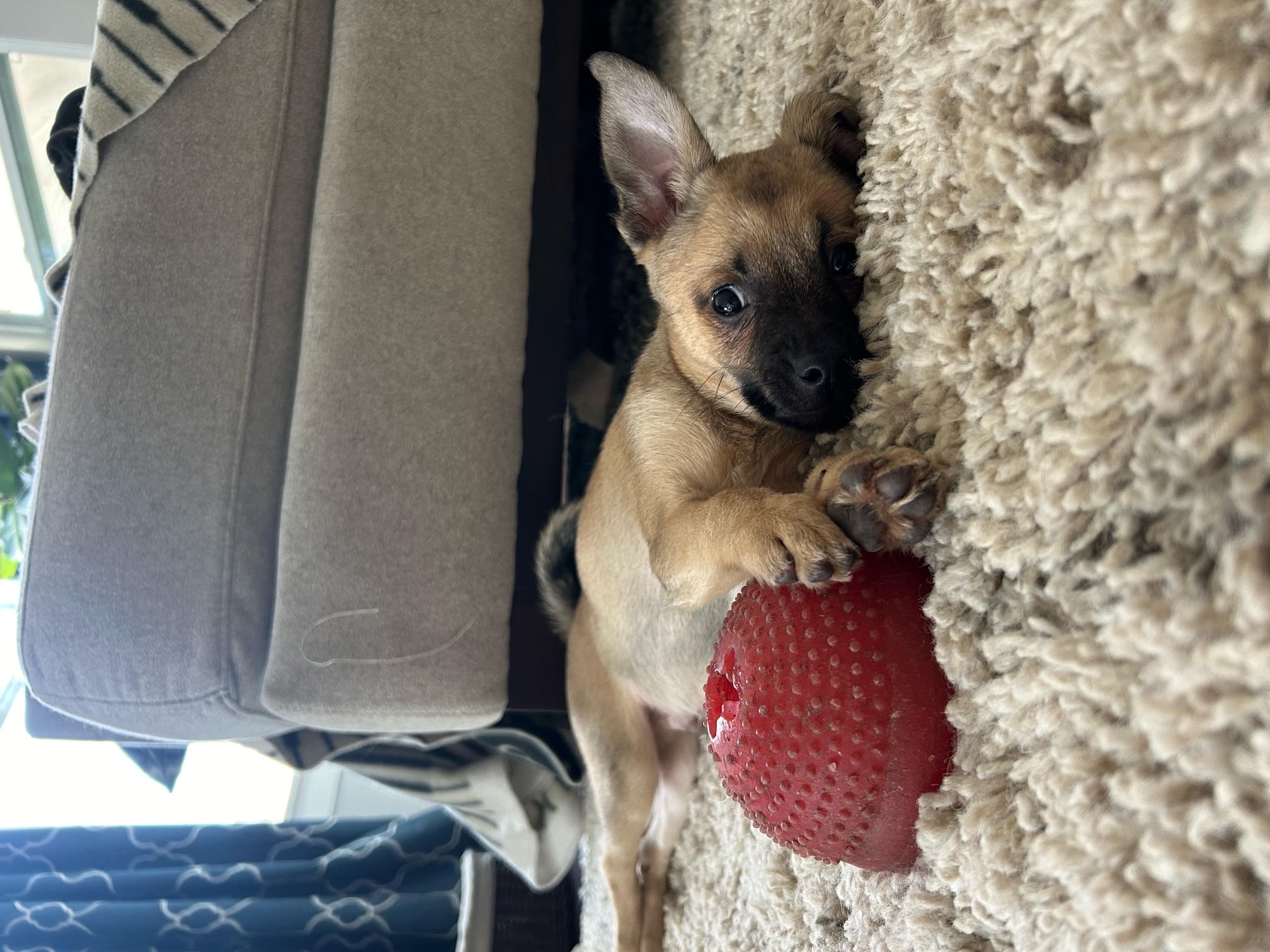 Captain, a Adopted Chihuahua in Monroe, NC image 2/5