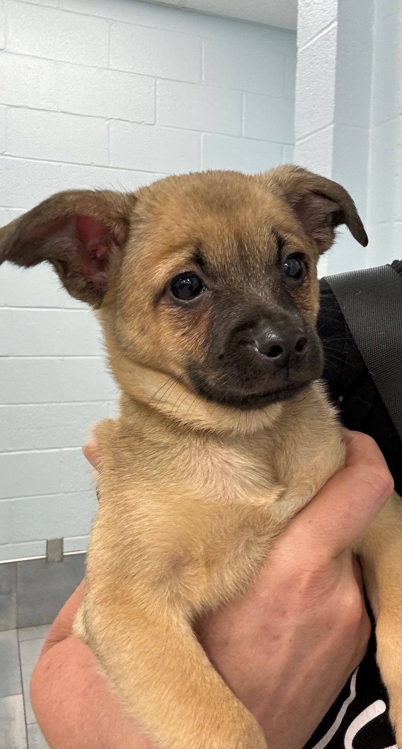 Captain, a Adopted Chihuahua in Monroe, NC image 1/5