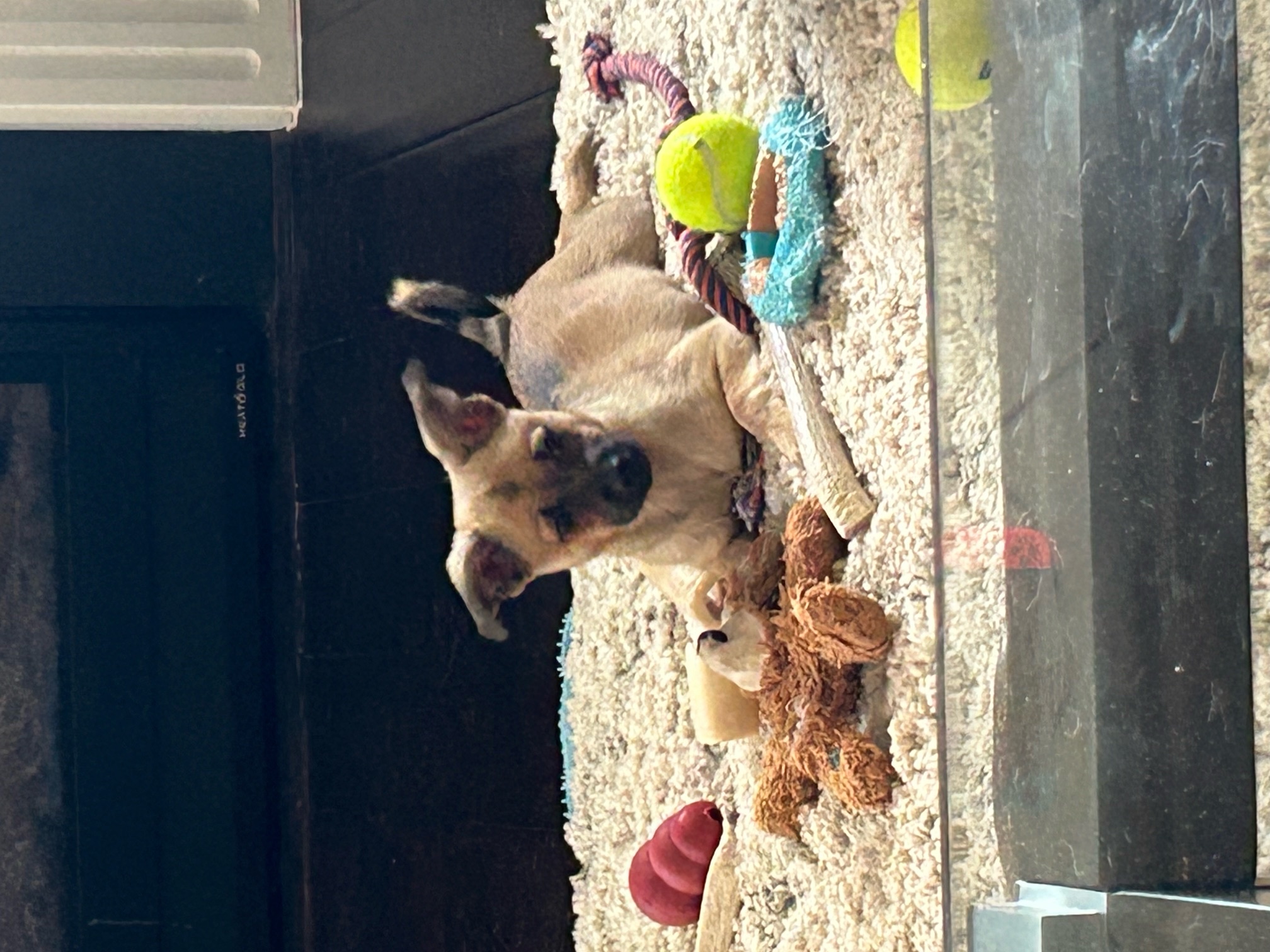 Captain, a Adopted Chihuahua in Monroe, NC image 3/5