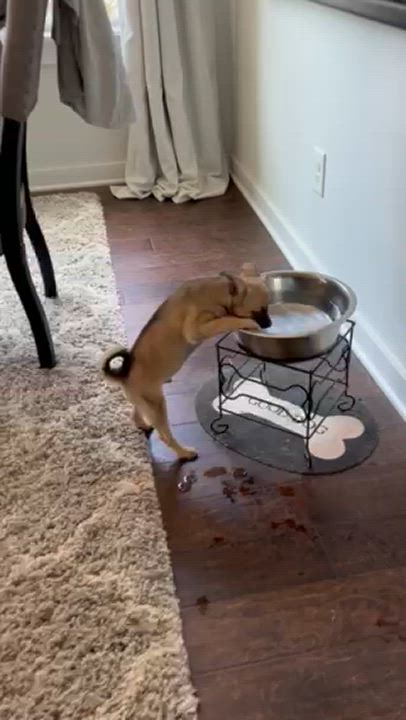 Enlarge Captain, a Adopted Chihuahua in Monroe, NC video 5/5