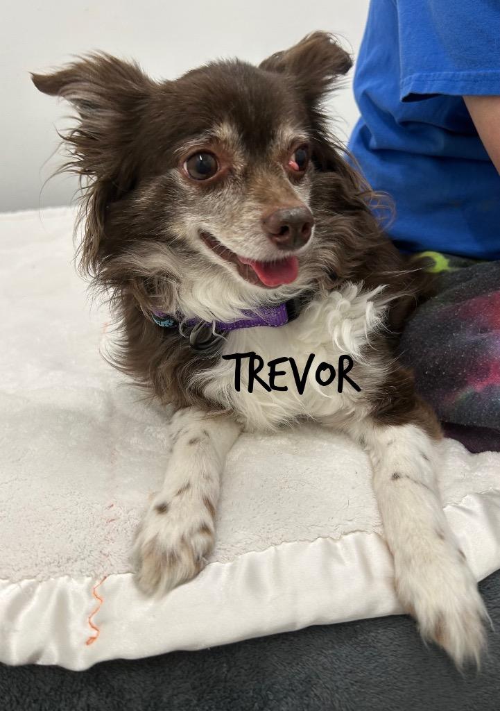 Enlarge Trevor, a Adoptable mixed breed in Jacksonville, IL image 1/1