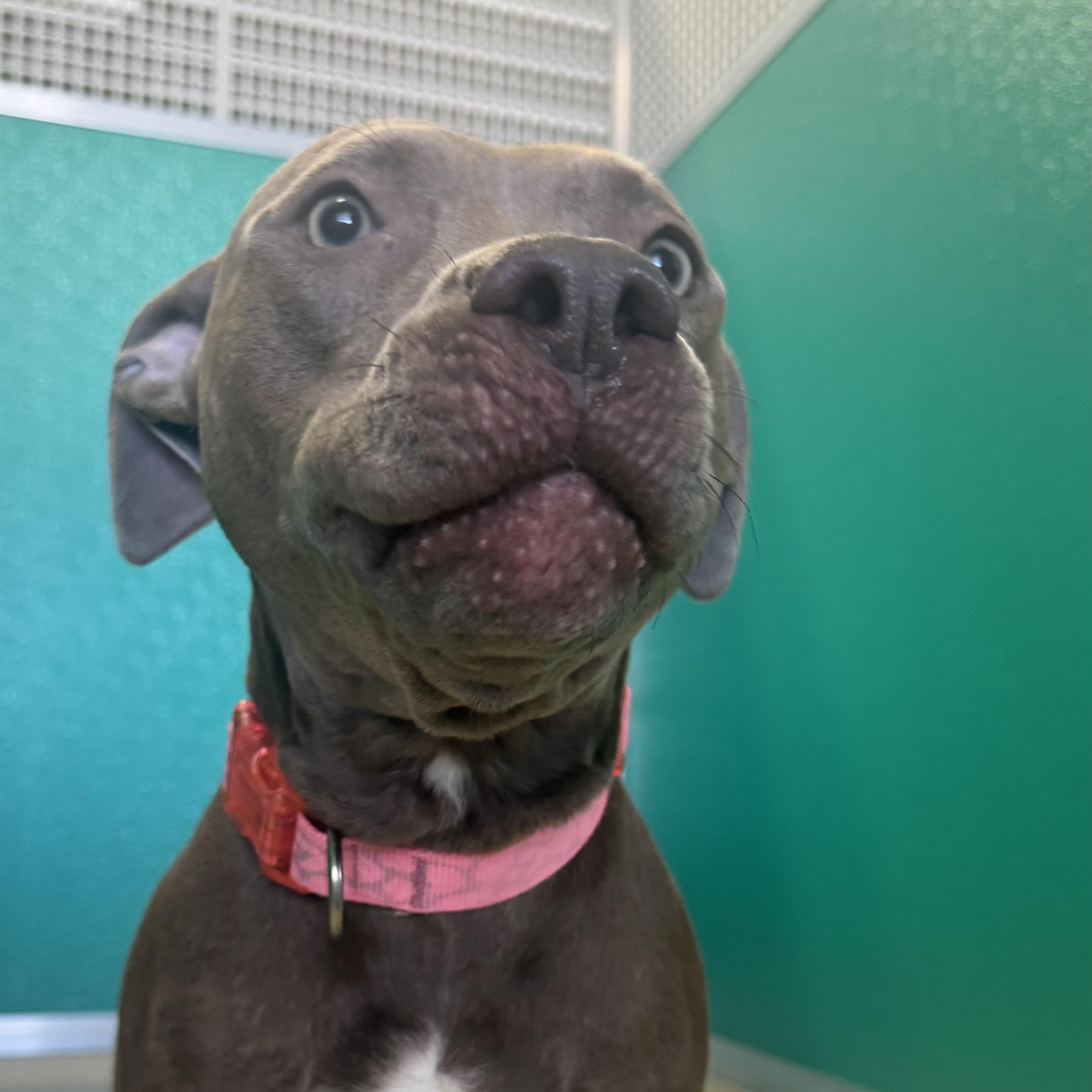 Enlarge Rosie , a ADOPTABLE Pit Bull Terrier in Fall River, MA image 5/5