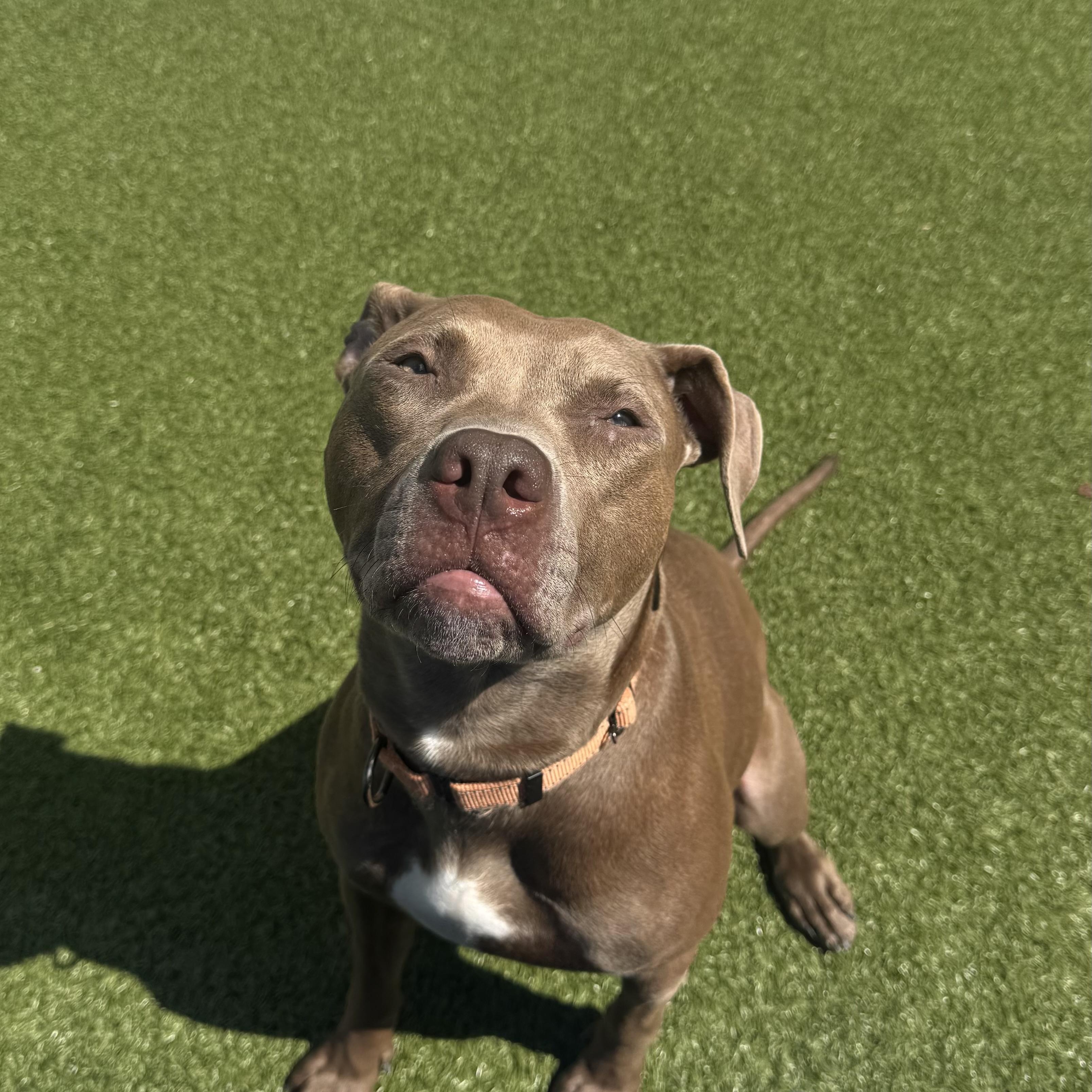 Rosie , ADOPTABLE, Young Female Pit Bull Terrier.