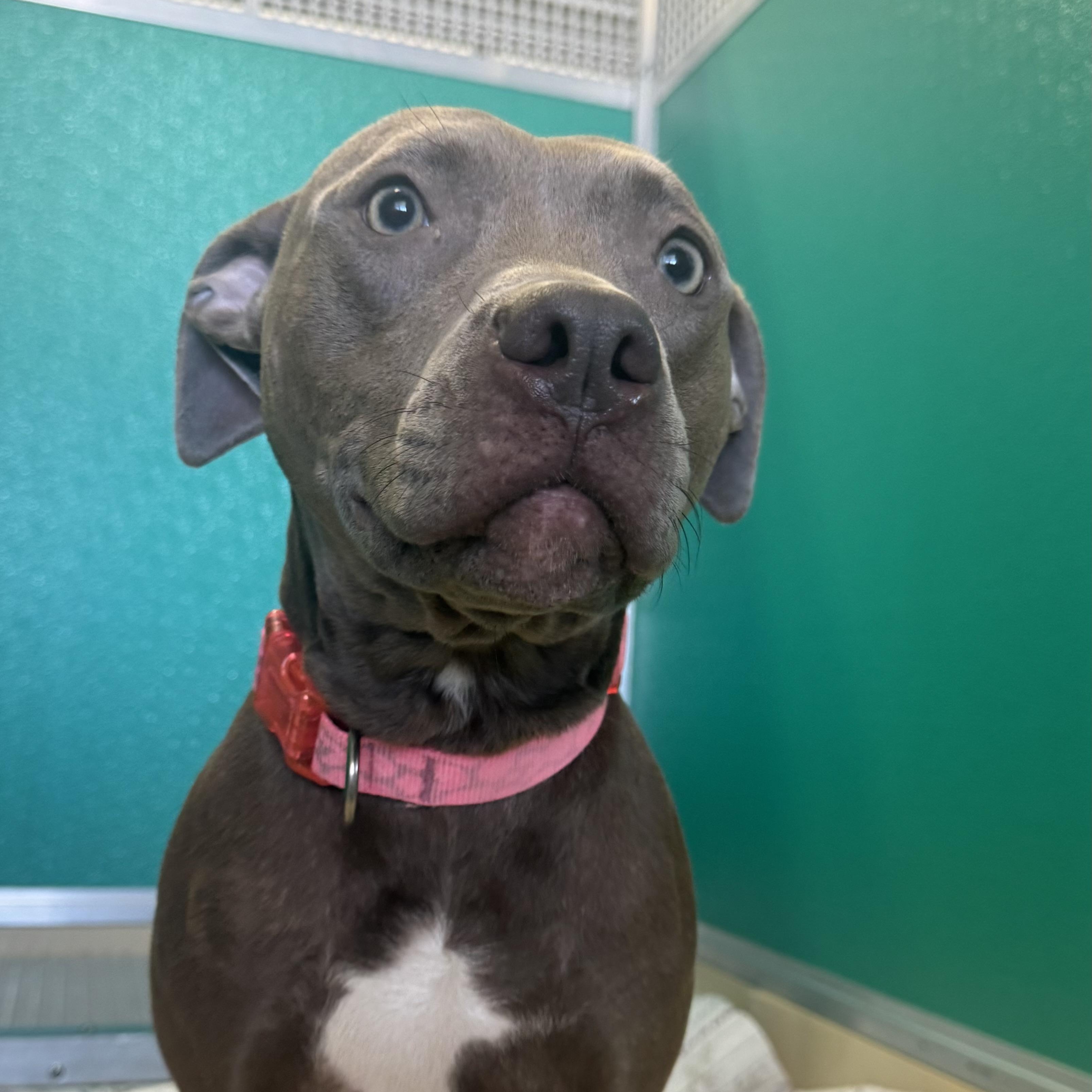 Enlarge Rosie , a ADOPTABLE Pit Bull Terrier in Fall River, MA image 4/5