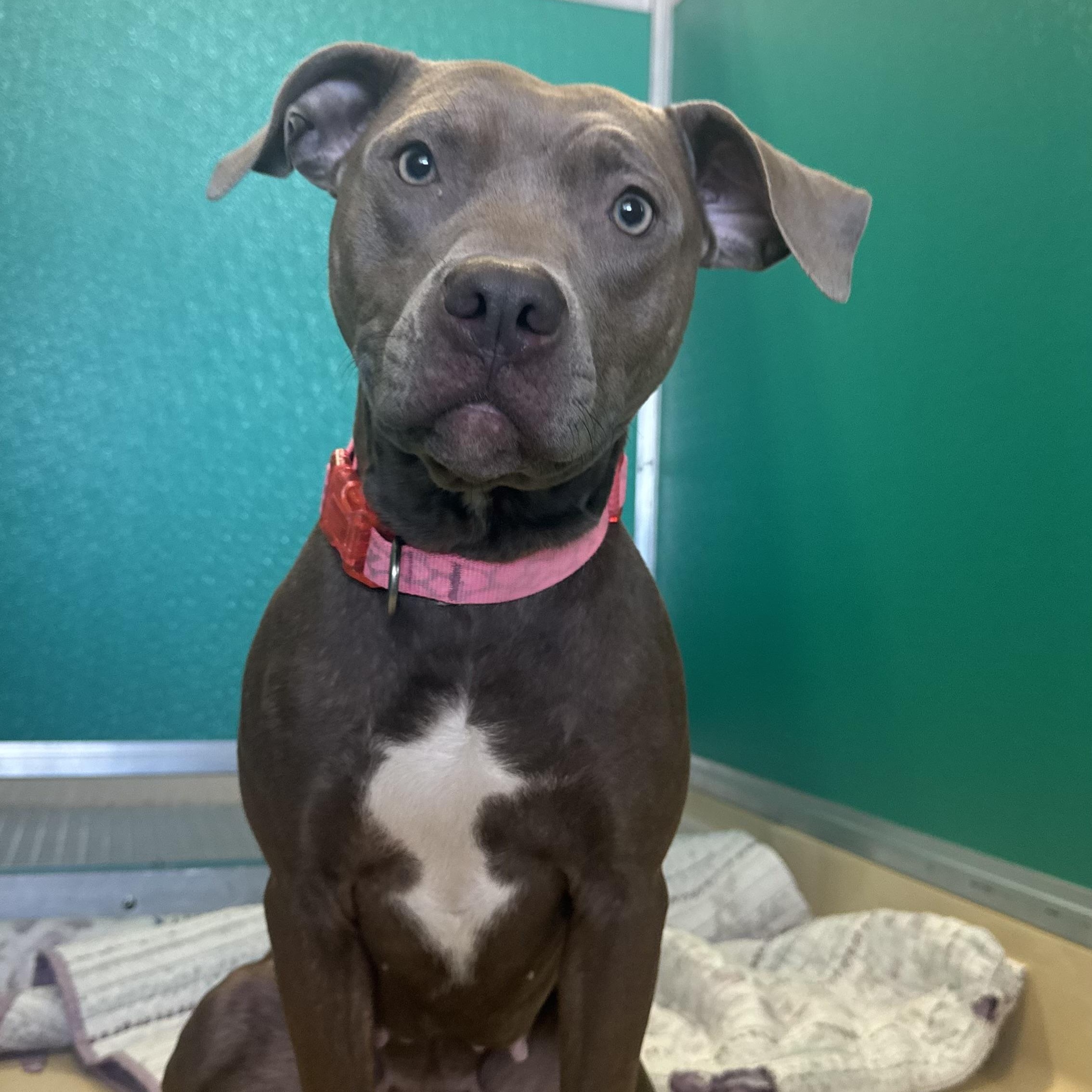 Enlarge Rosie , a ADOPTABLE Pit Bull Terrier in Fall River, MA image 1/5