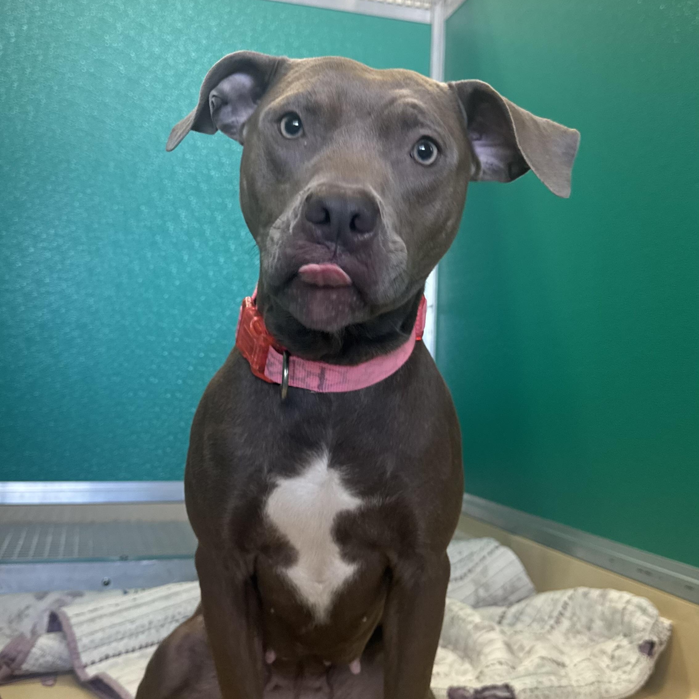 Enlarge Rosie , a ADOPTABLE Pit Bull Terrier in Fall River, MA image 2/5