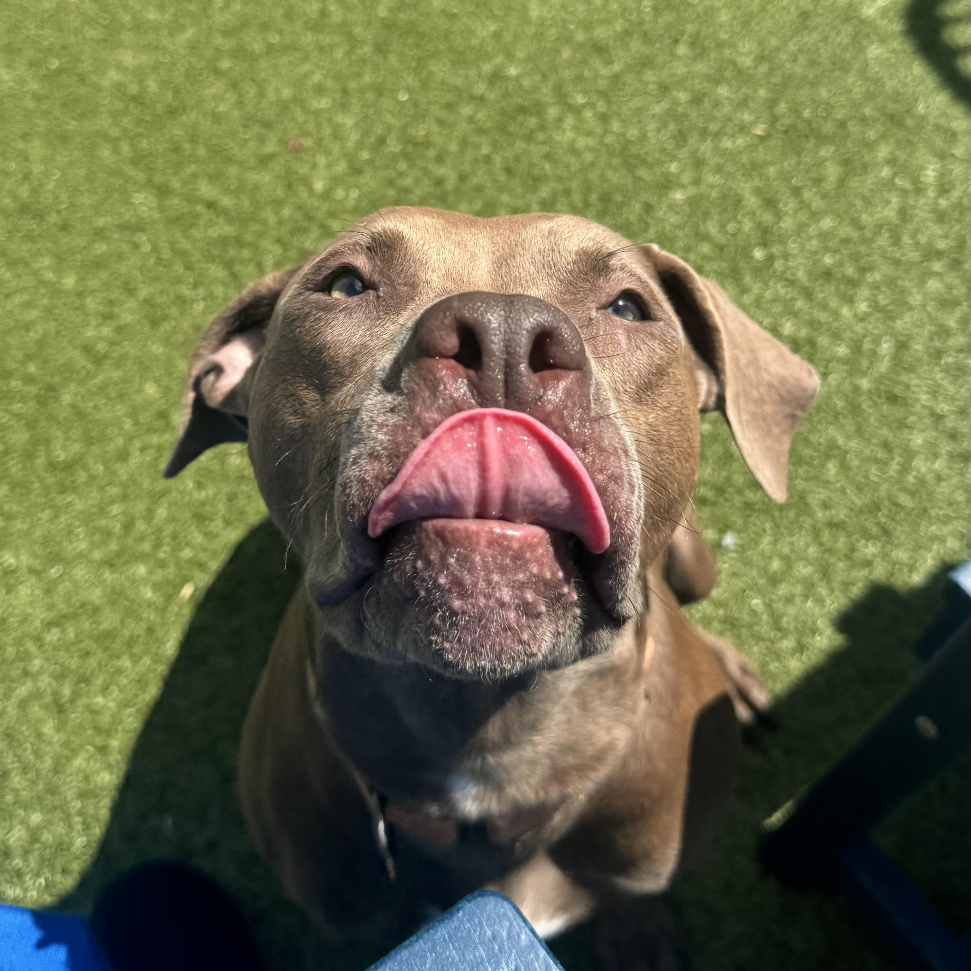 Enlarge Rosie , a ADOPTABLE Pit Bull Terrier in Fall River, MA image 5/5