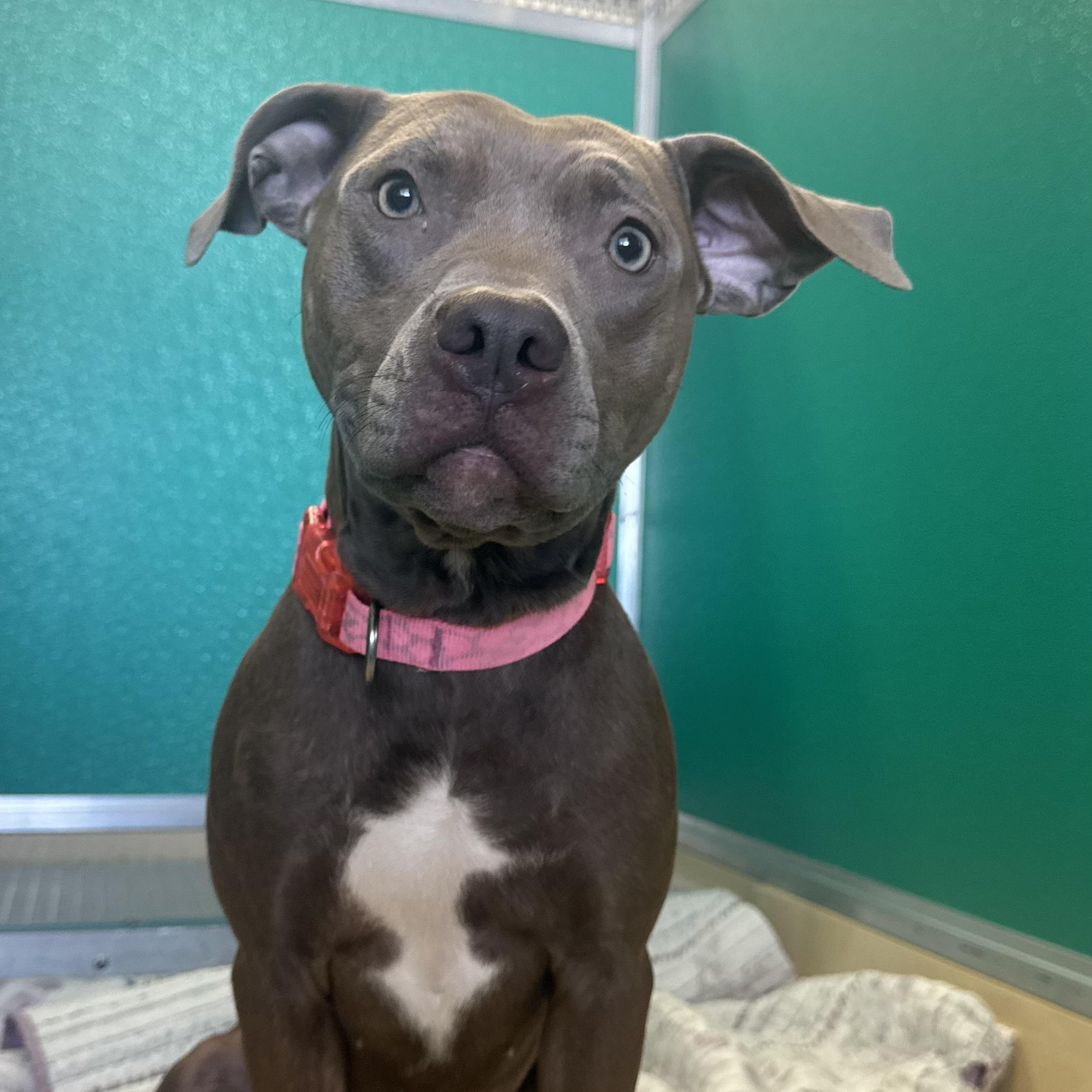 Enlarge Rosie , a ADOPTABLE Pit Bull Terrier in Fall River, MA image 3/5