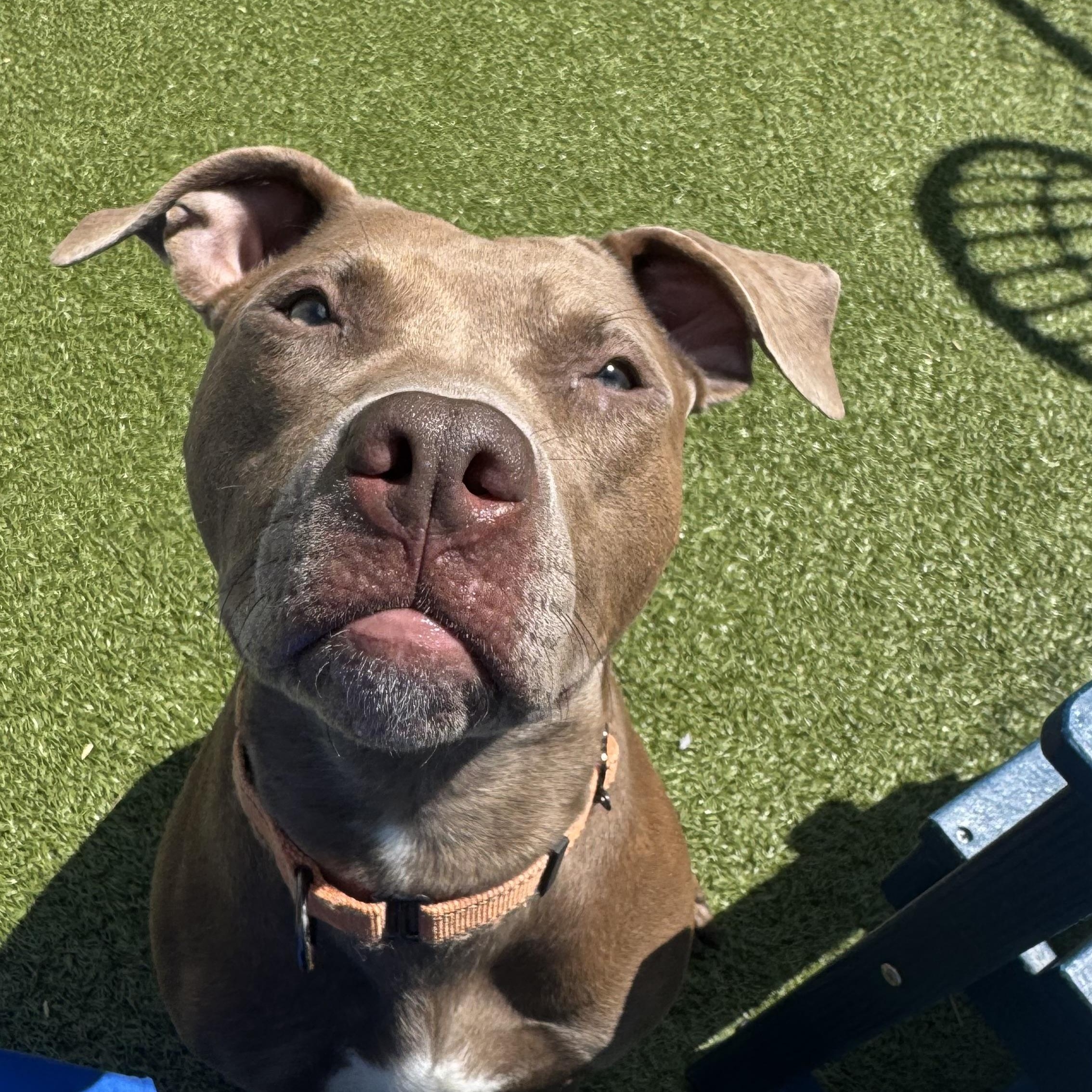 Enlarge Rosie , a ADOPTABLE Pit Bull Terrier in Fall River, MA image 3/5