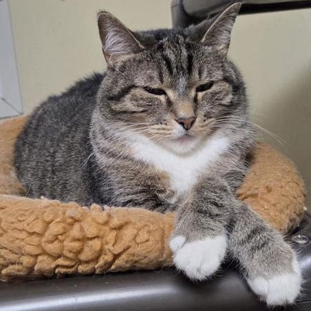 Tami, a Adoptable Domestic Short Hair in Minneapolis, MN image 2/6