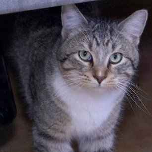 Tami, a Adoptable Domestic Short Hair in Minneapolis, MN image 6/6