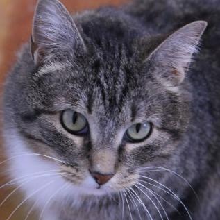 Tami, a Adoptable Domestic Short Hair in Minneapolis, MN image 3/6