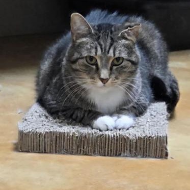 Tami, a Adoptable Domestic Short Hair in Minneapolis, MN image 5/6