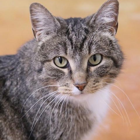 Tami, a Adoptable Domestic Short Hair in Minneapolis, MN image 1/6