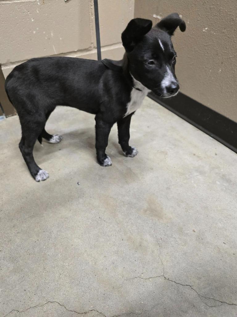 Enlarge Gabby, a Adoptable Labrador Retriever in Huntsville, TX image 1/1